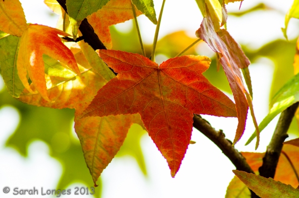 Taste Of Autumn: Maple