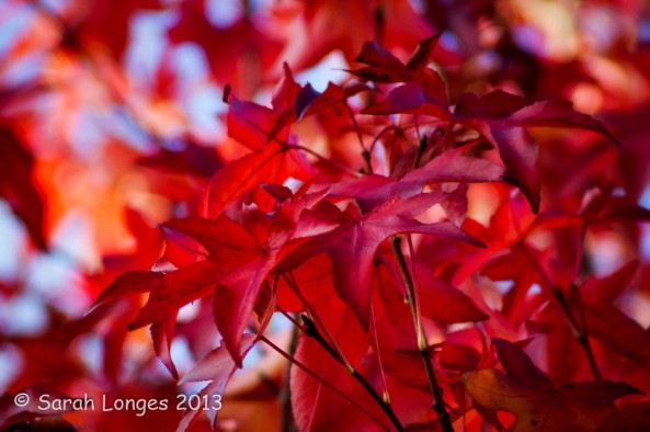 Taste Of Autumn: Red