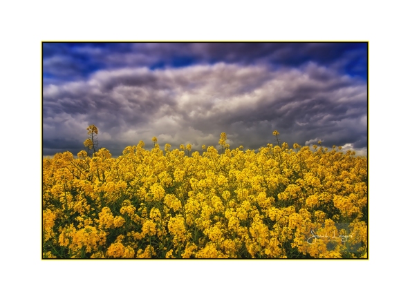 Rapeseed Fields in The Cotswolds