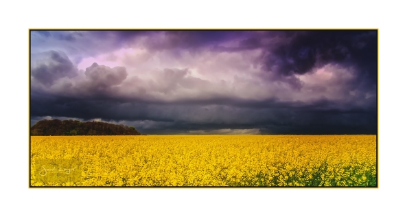 Rapeseed Fields in The Cotswolds